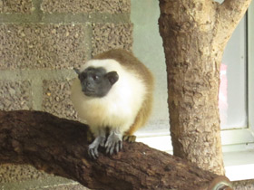 Фото Pied tamarin