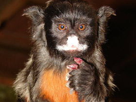 Фото White-lipped tamarin