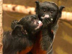 Фото White-lipped tamarin