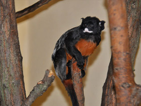 Фото White-lipped tamarin