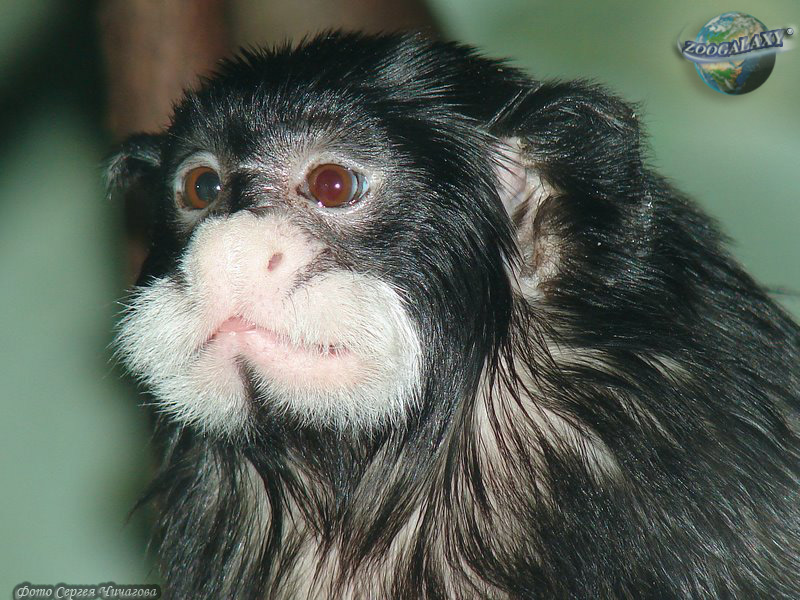 Moustached Tamarin Photos And Descriptions Of Animals An Educational And Perceptual Web Portal Zoogalaktika