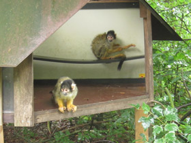 Фото Black-capped squirrel monkey