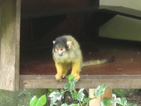 Фото Black-capped squirrel monkey