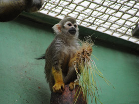 Фото Guianan squirrel monkey