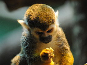Фото Guianan squirrel monkey