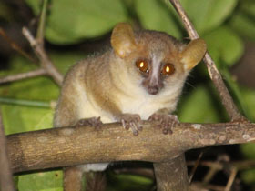 Фото Danfoss's mouse lemur