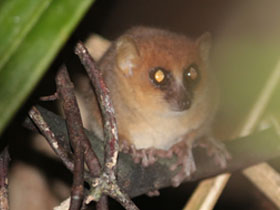 Фото Jolly's mouse lemur