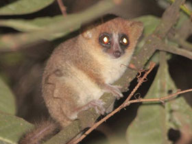 Фото Goodman's mouse lemur
