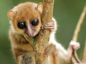 Фото MacArthur's mouse lemur