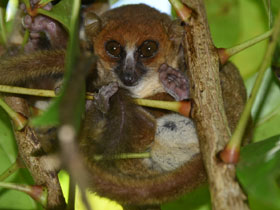 Фото Lemur ratón de Claire