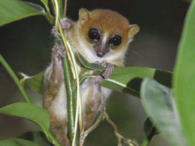 Фото Margot Marsh's mouse lemur