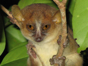 Фото Mittermeier's mouse lemur
