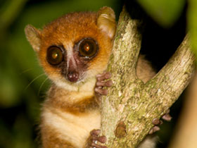 Фото Simmons' mouse lemur