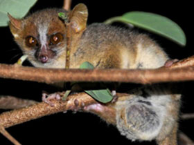 Фото Northern rufous mouse lemur