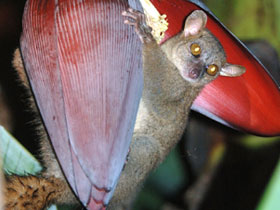 Фото Northern giant mouse lemur