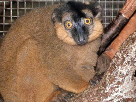 Фото Collared brown lemur