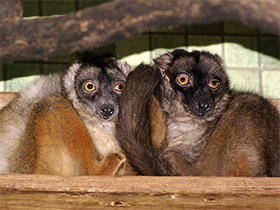 Фото Common brown lemur