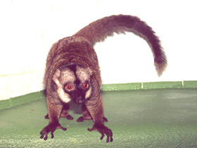 Фото Common brown lemur