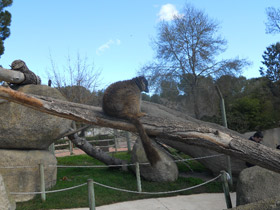 Фото Common brown lemur