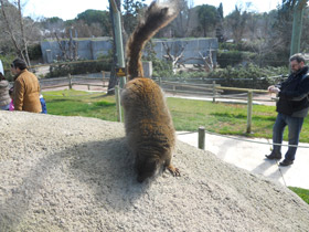 Фото Common brown lemur