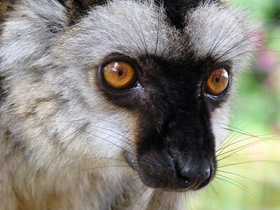 Фото Common brown lemur