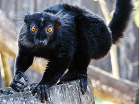 Фото Black lemur