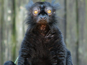 Фото Black lemur