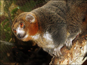 Фото Mongoose lemur