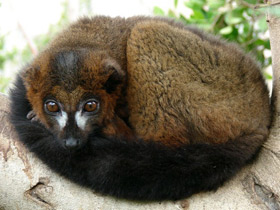 Фото Red-bellied lemur