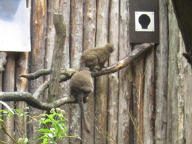Фото The eastern lesser bamboo lemur