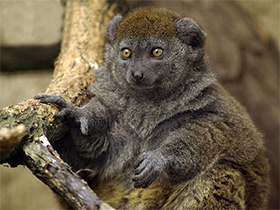 Фото The eastern lesser bamboo lemur