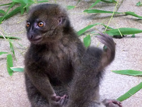 Фото Greater bamboo lemur