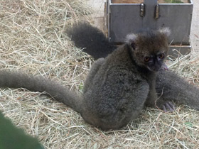 Фото Greater bamboo lemur