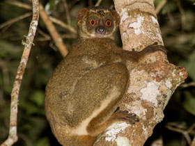 Фото Eastern woolly lemur