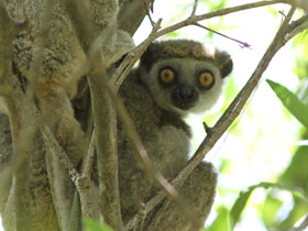 Фото Western woolly lemur