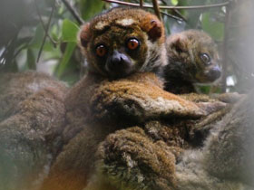 Фото Peyrieras's woolly lemur