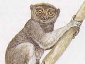 Фото Sambirano woolly lemur