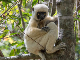 Фото Von der Decken's sifaka