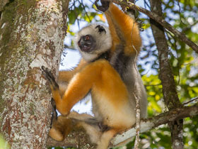 Фото Diademed sifaka