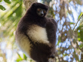 Фото Milne-Edwards's sifaka