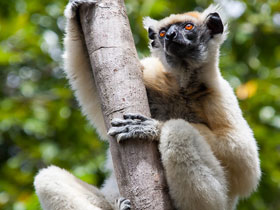 Фото Golden-crowned sifaka