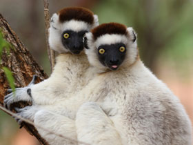 Фото Verreaux's sifaka