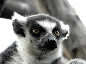 Фото Ring-tailed lemur