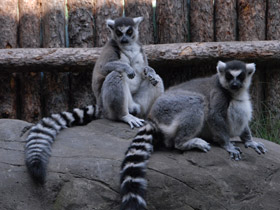 Фото Ring-tailed lemur
