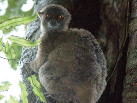 Фото Mittermeier's sportive lemur