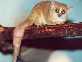 Фото Gray mouse lemur