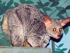 Фото Brown greater galago