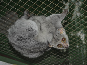 Фото Brown greater galago
