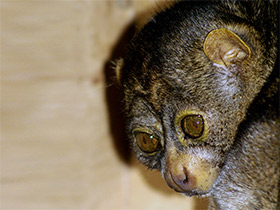 Фото West African potto