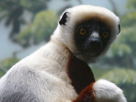 Фото Coquerel's sifaka